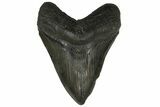 Fossil Megalodon Tooth - South Carolina #169188-1